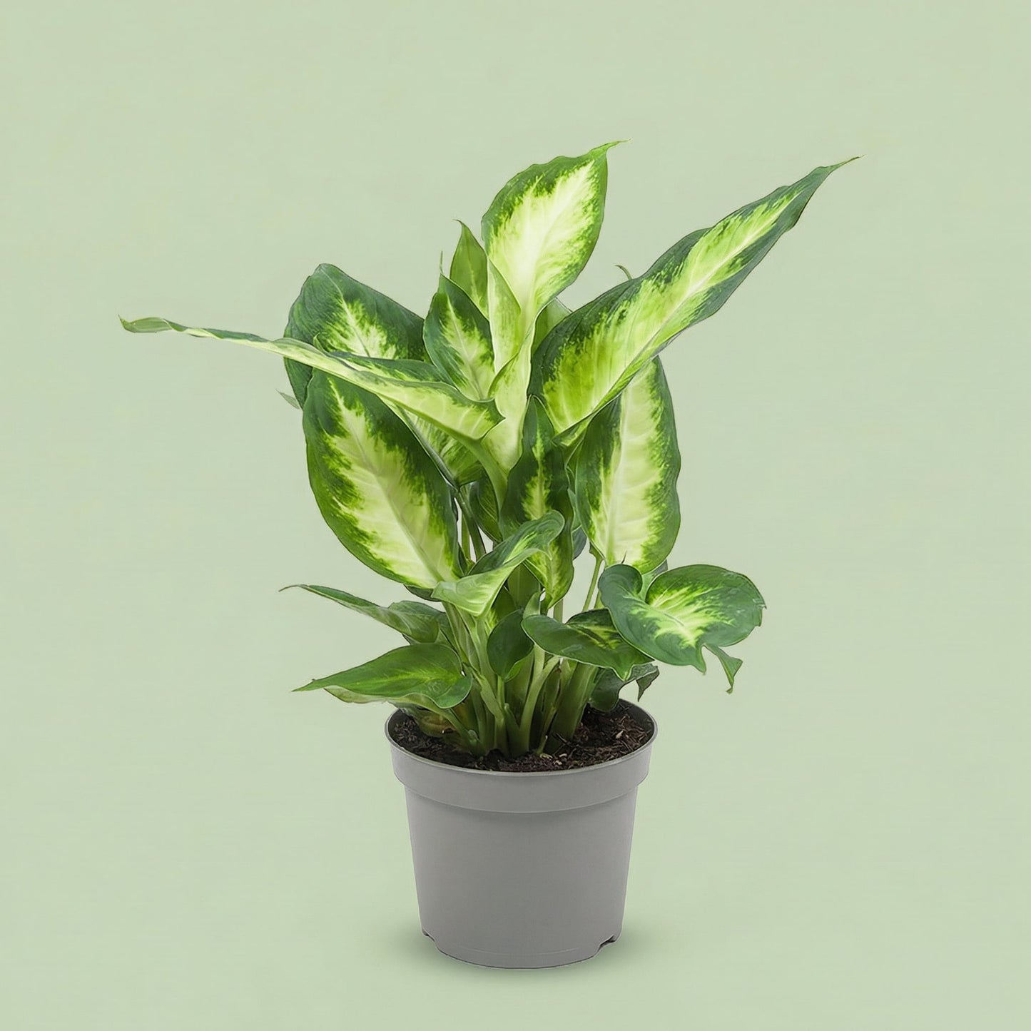 Dieffenbachia Camilla M - plants