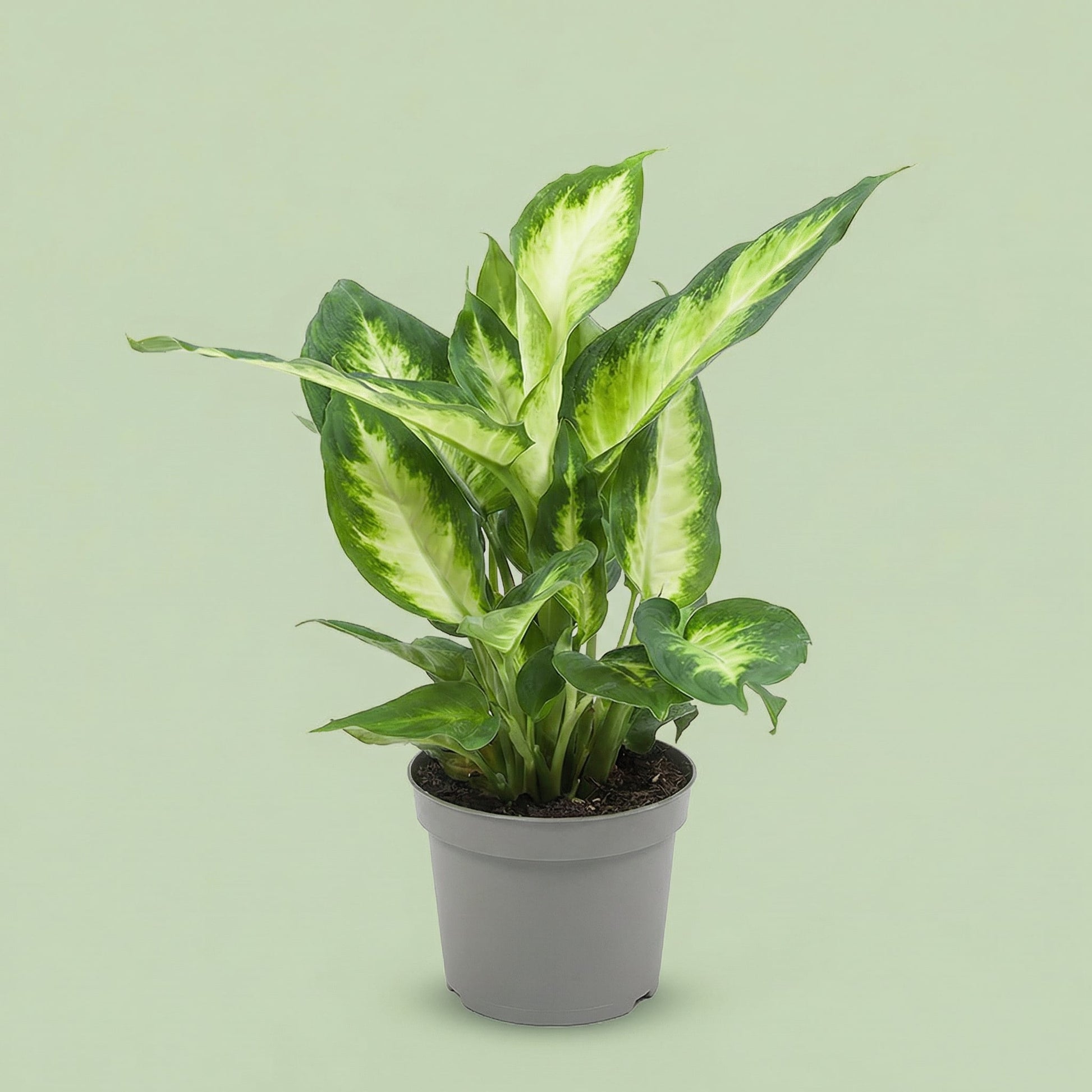Dieffenbachia Camilla M - plants
