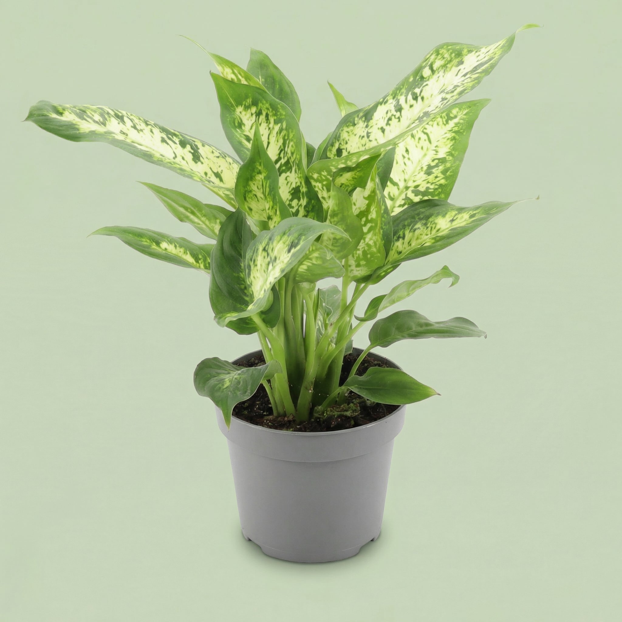 Dieffenbachia Compacta M - plants