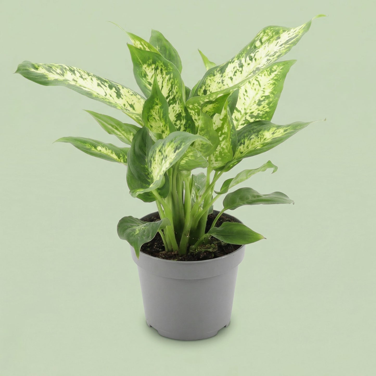 Dieffenbachia Compacta M - plants