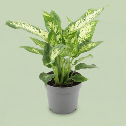 Dieffenbachia Compacta M - plants
