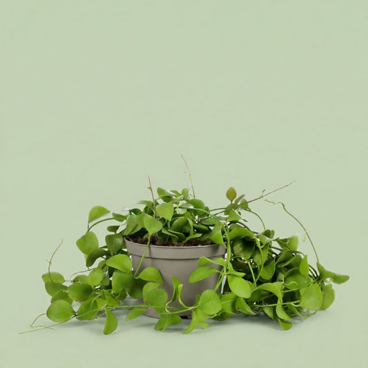 Dischidia Imbricata M - plants