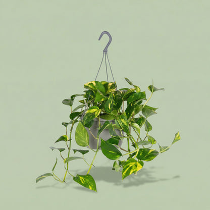 Epipremnum Aureum M - plants
