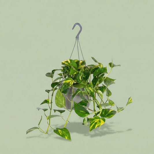 Epipremnum Aureum M - plants