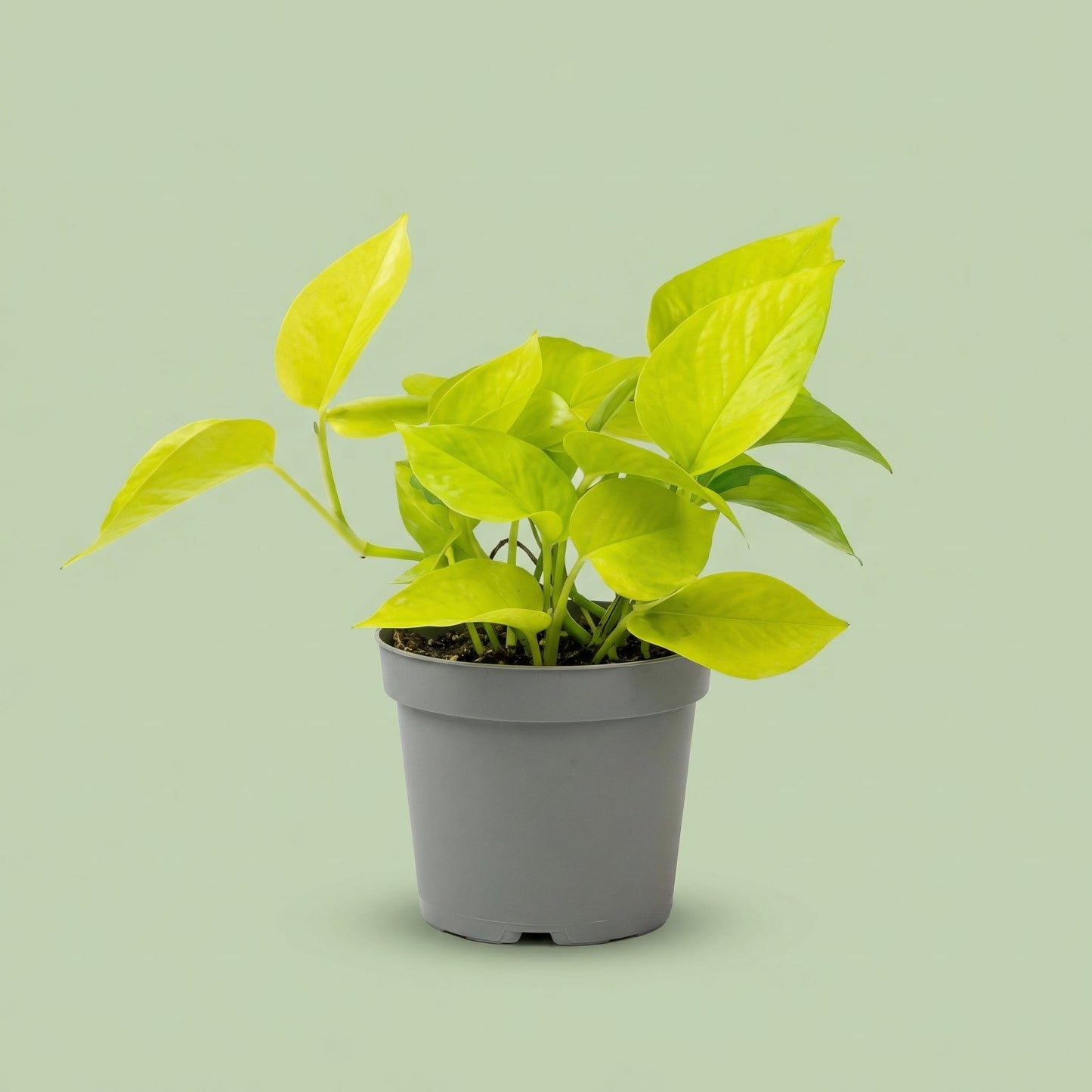 Epipremnum Neon M - plants