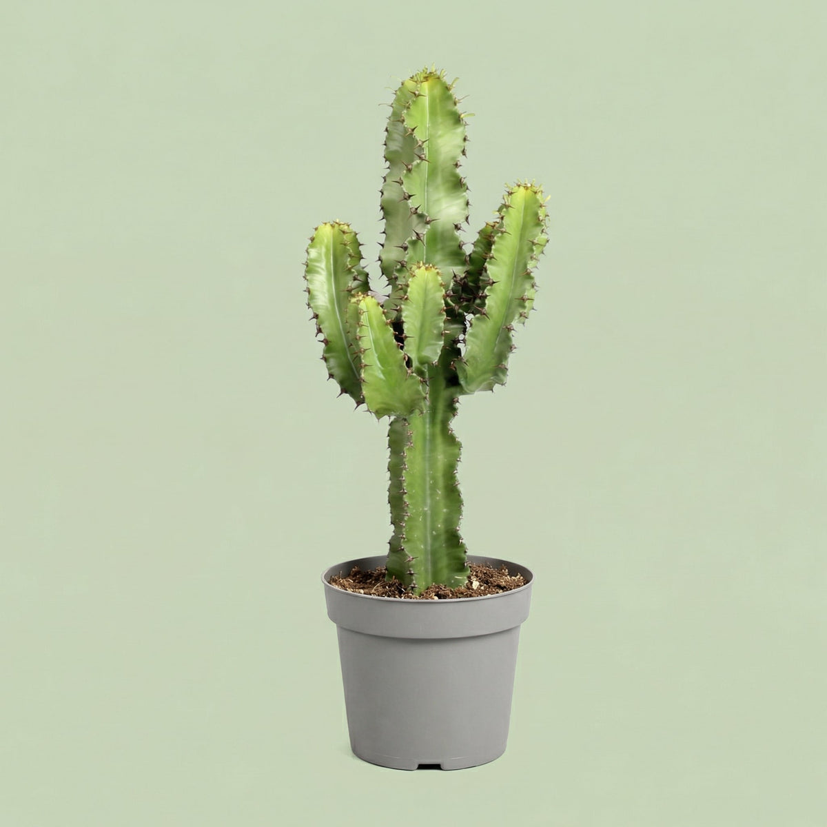 Euphorbia Eritrea L - plants