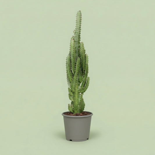 Euphorbia Trigona L - plants