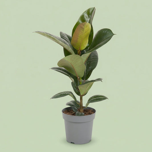 Ficus Elastica Robusta L - plants