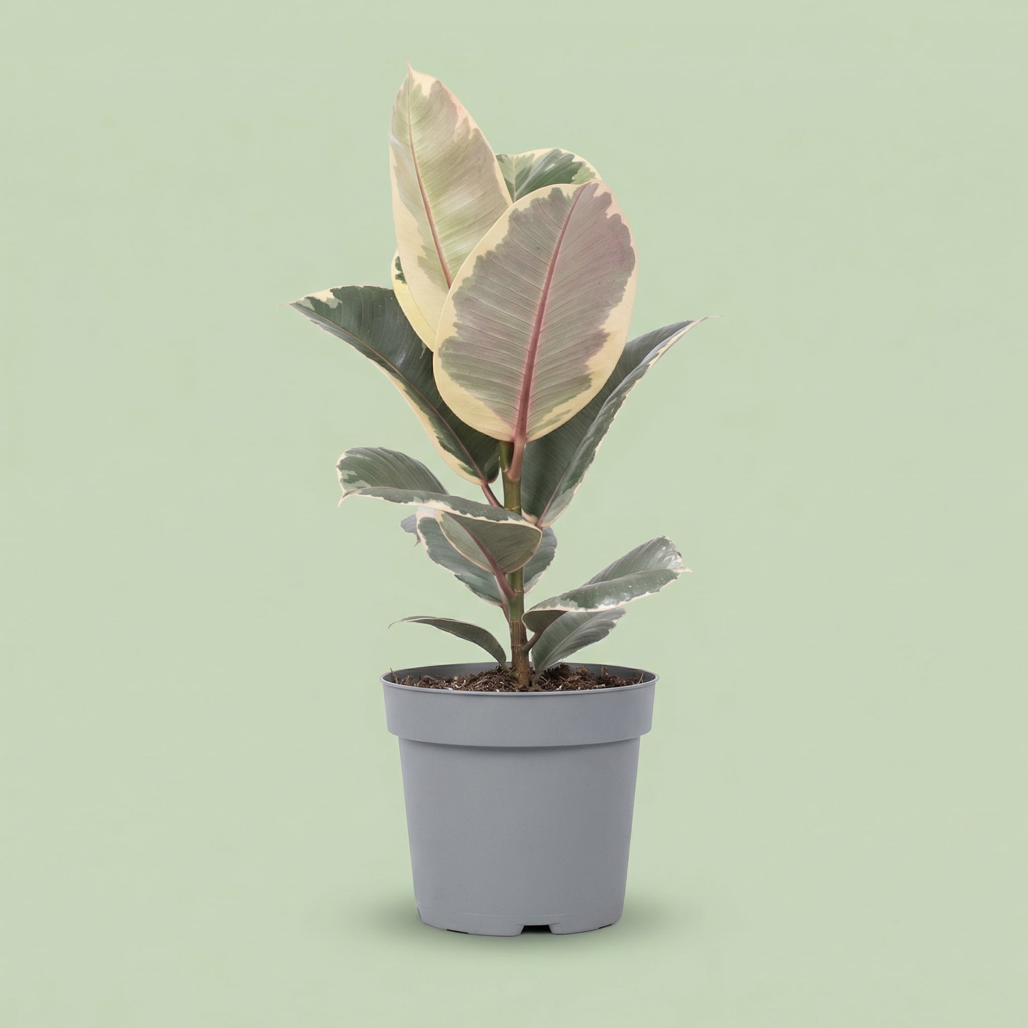 Ficus Elastica Tineke L - plants