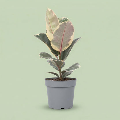 Ficus Elastica Tineke L - plants