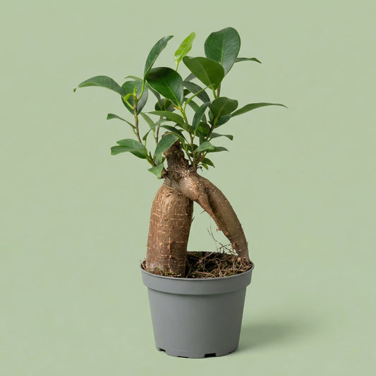 Ficus Ginseng XS - plants