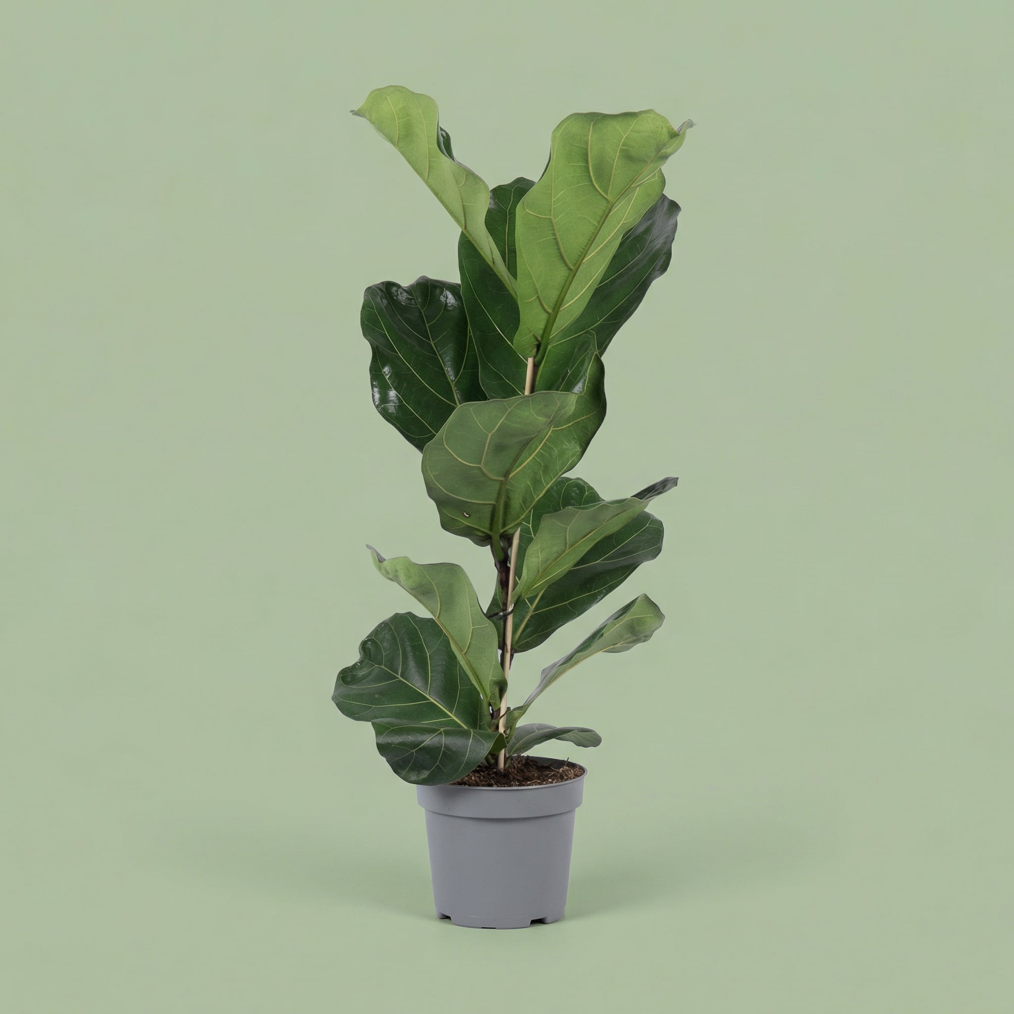 Ficus Lyrata L - plants