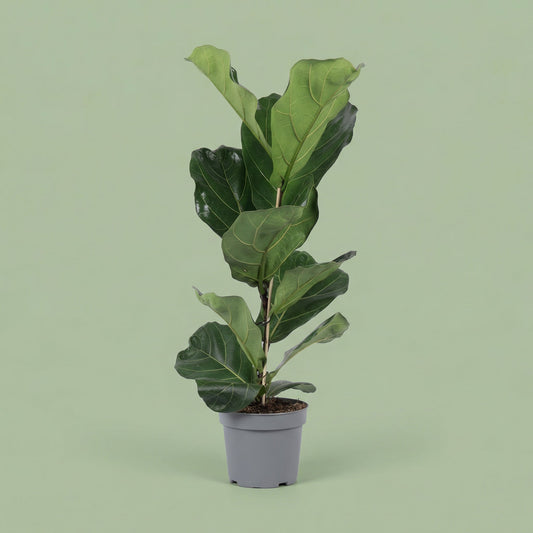 Ficus Lyrata L - plants