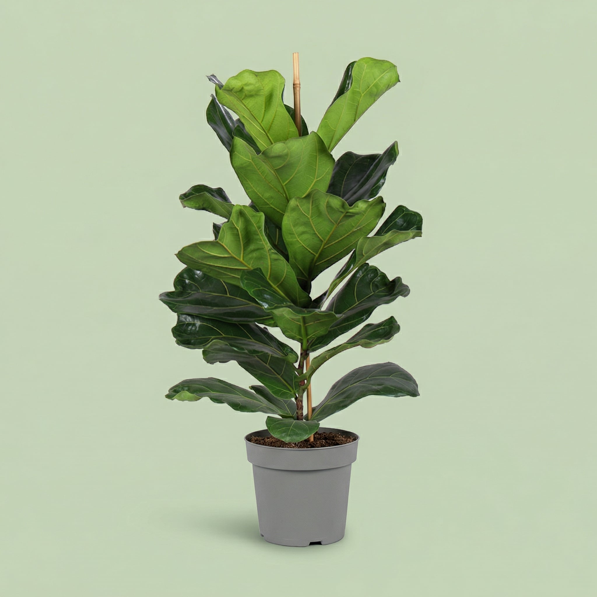 Ficus Lyrata XL - plants