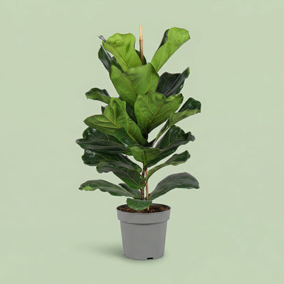 Ficus Lyrata XL - plants
