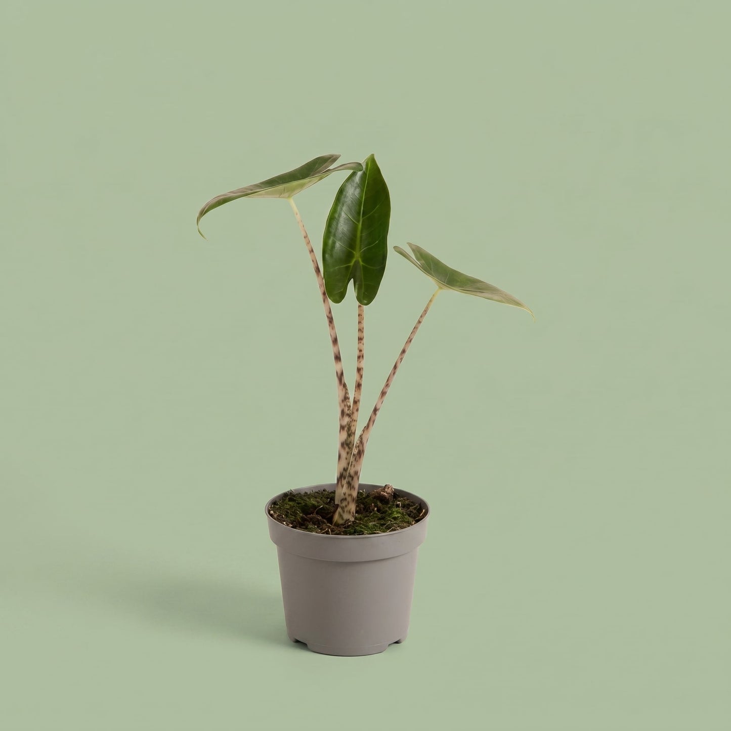Alocasia Zebrina