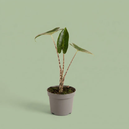 Alocasia Zebrina
