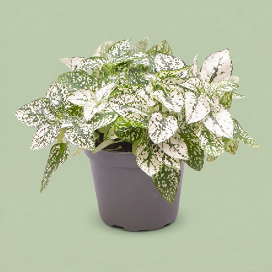 Hypoestes Phyllostachya White