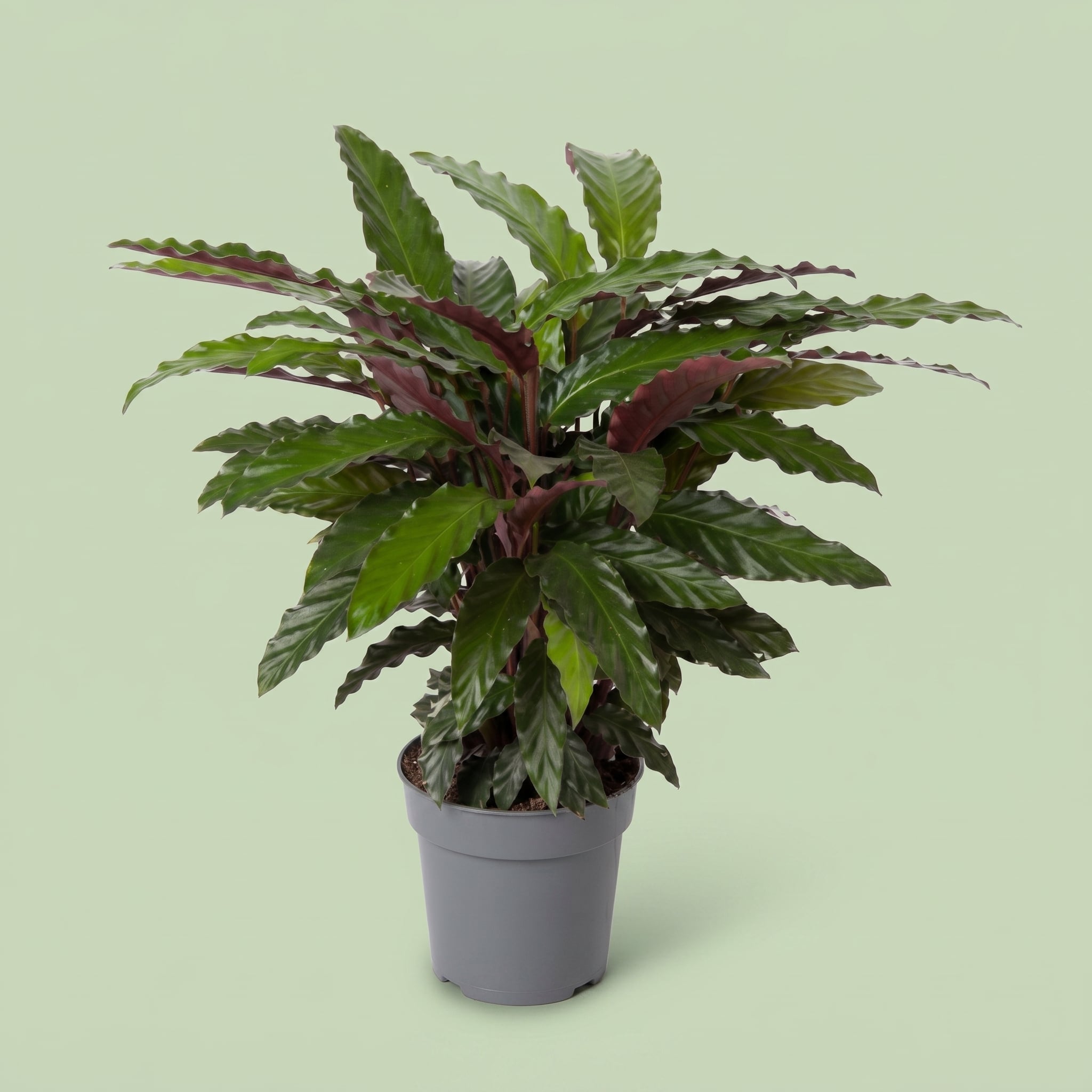 Calathea Wavestar