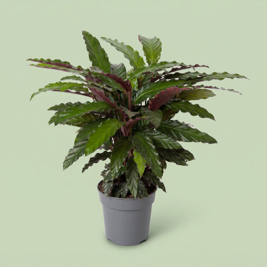 Calathea Wavestar