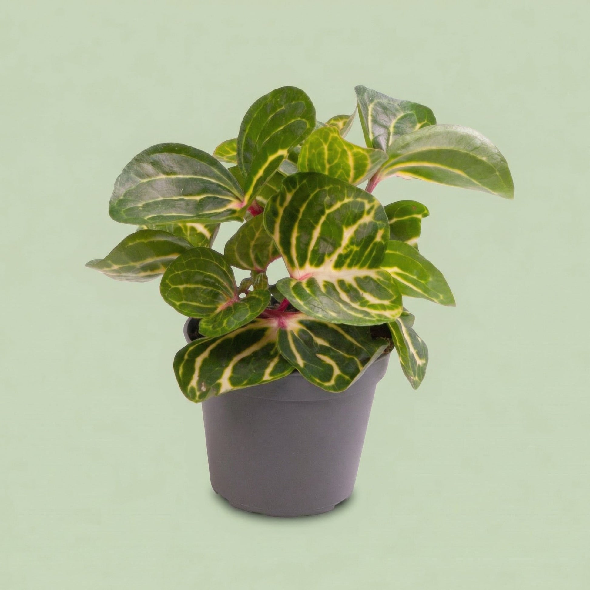 Herbstii Iresine XS - plants