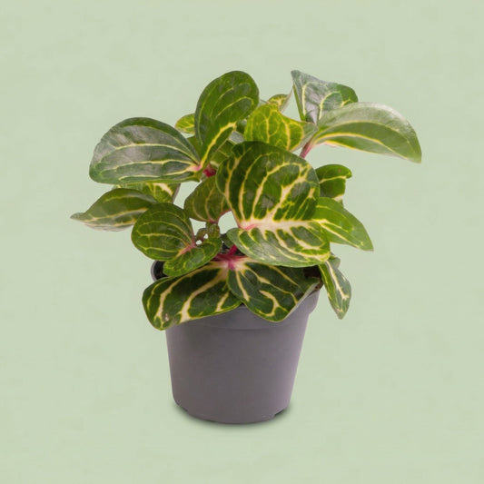 Herbstii Iresine XS - plants