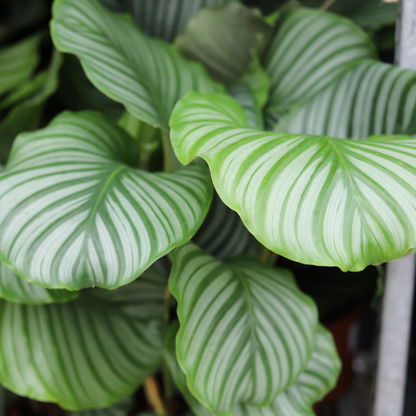 Calathea Orbifolia
