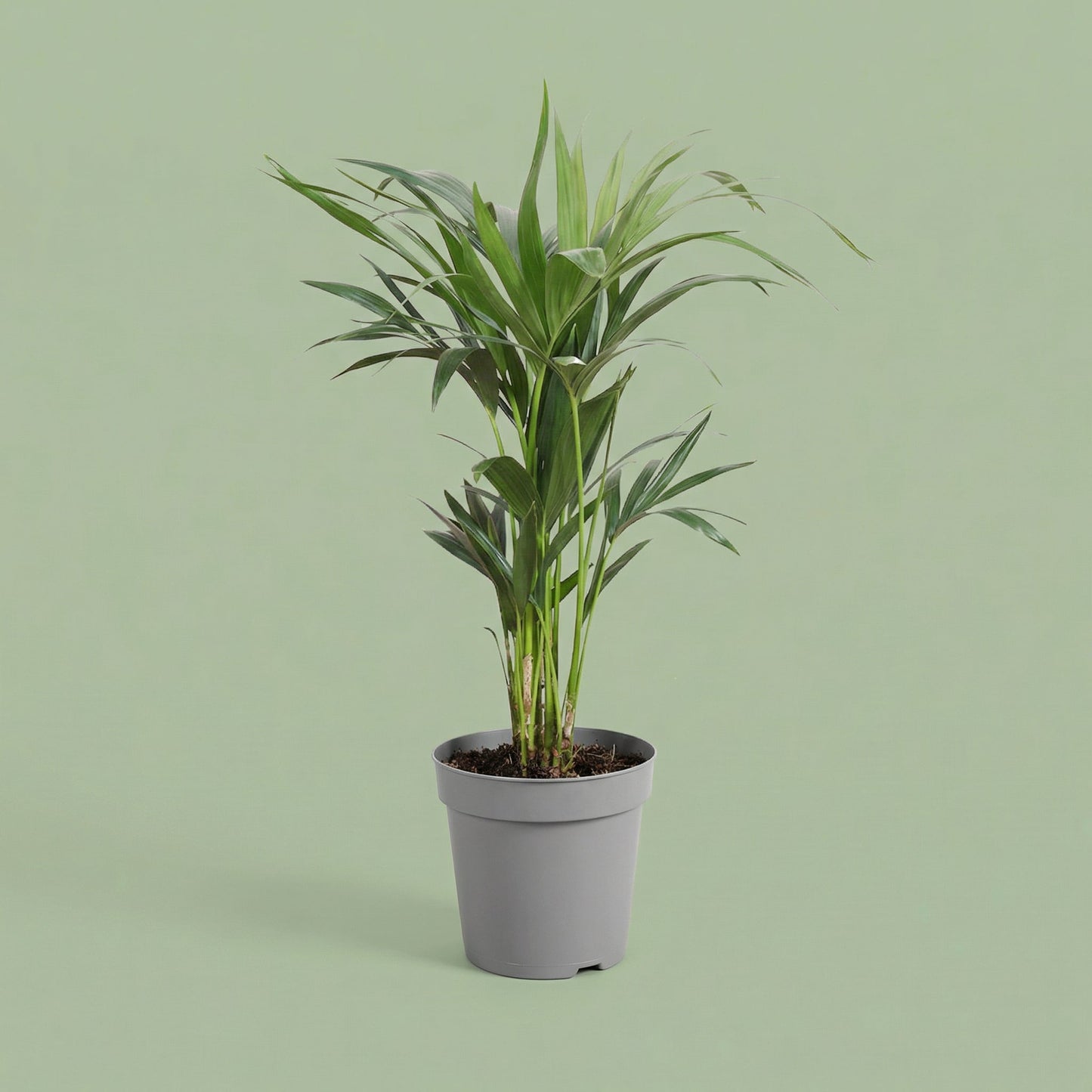 Howea Forsteriana M - plants