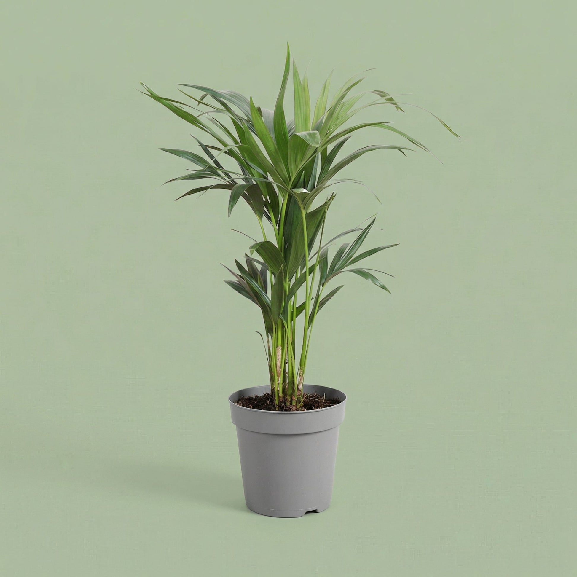 Howea Forsteriana M - plants