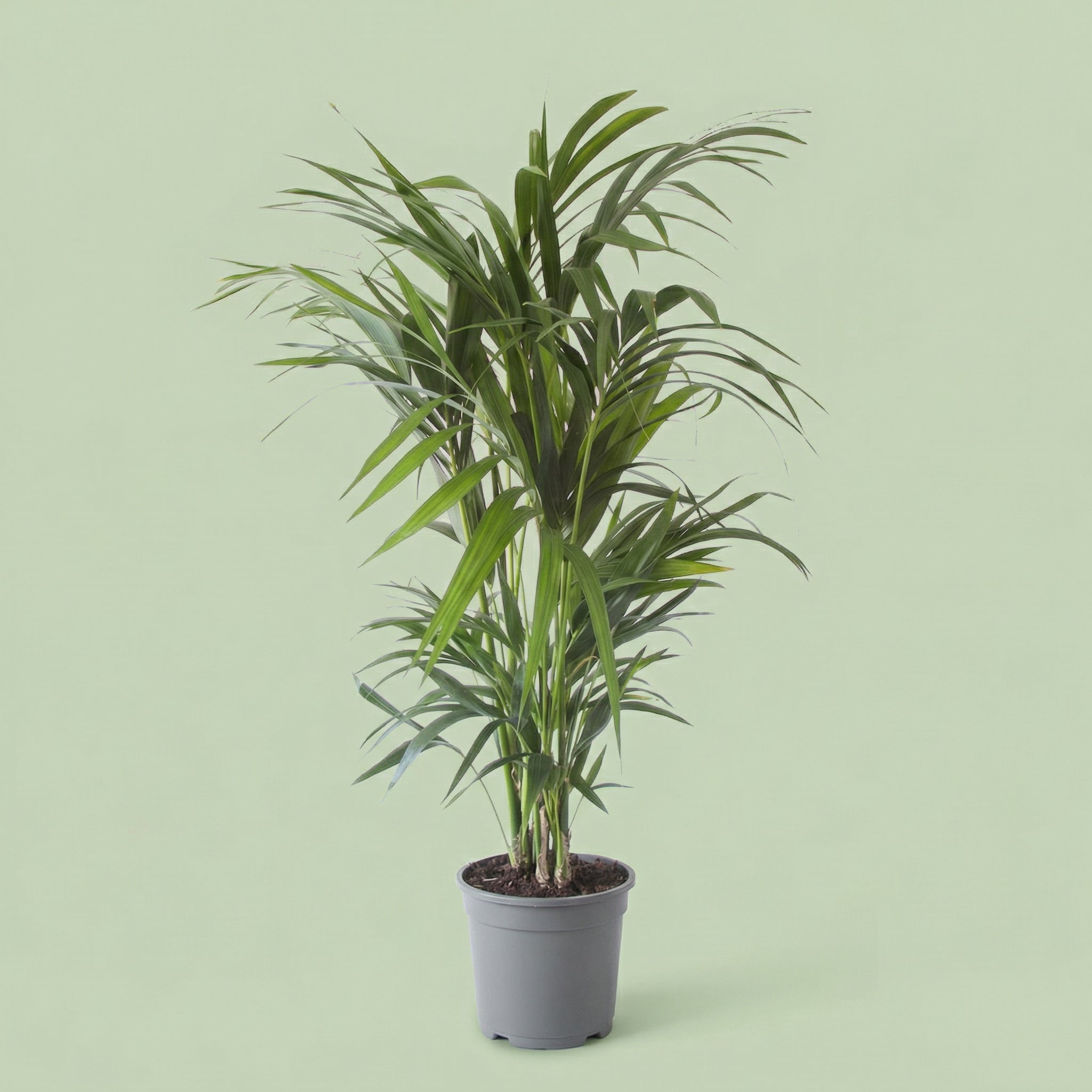 Howea Forsteriana XXL - plants