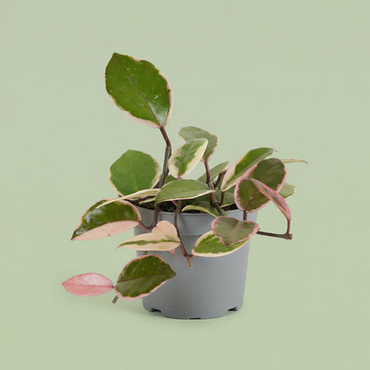 Hoya Flamingo Dream Star of Java M - plants