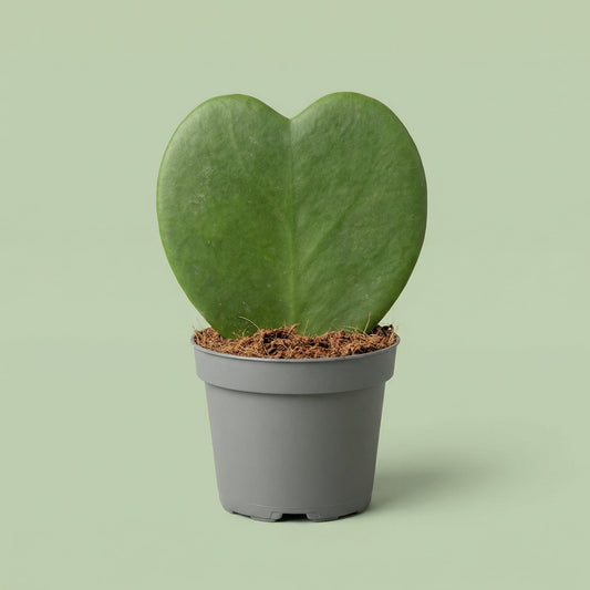 Hoya Kerrii XS - plants