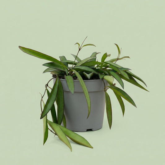 Hoya Wayetii M - plants