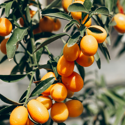 Naranjo Chino
