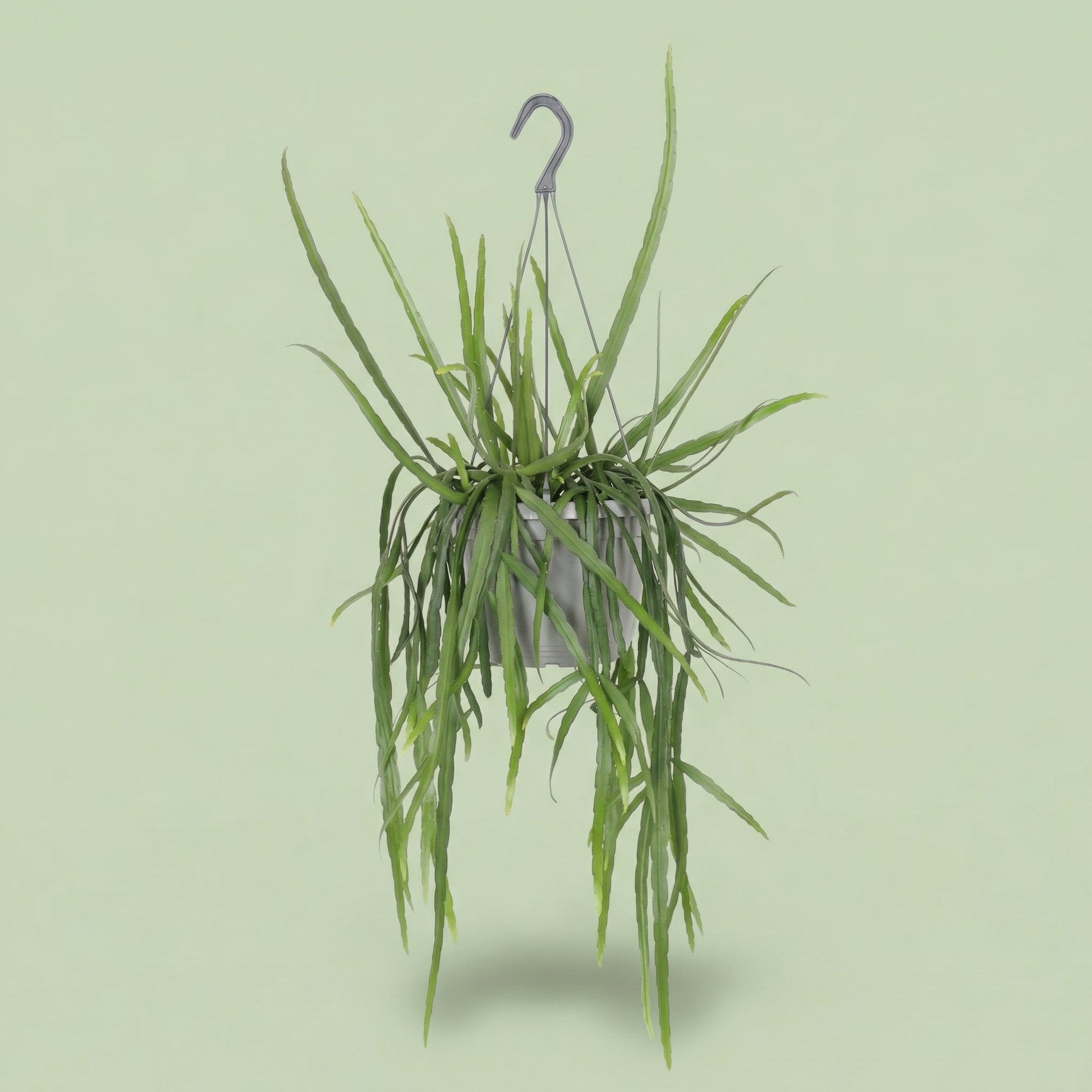 Lepismium Bolivianum L - plants