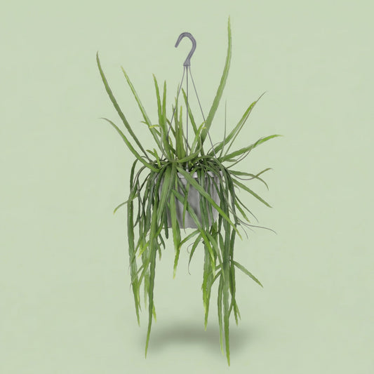 Lepismium Bolivianum L - plants
