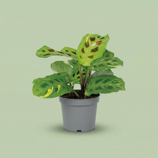 Maranta Leuconeura Kerchoveana Variegata M - plants