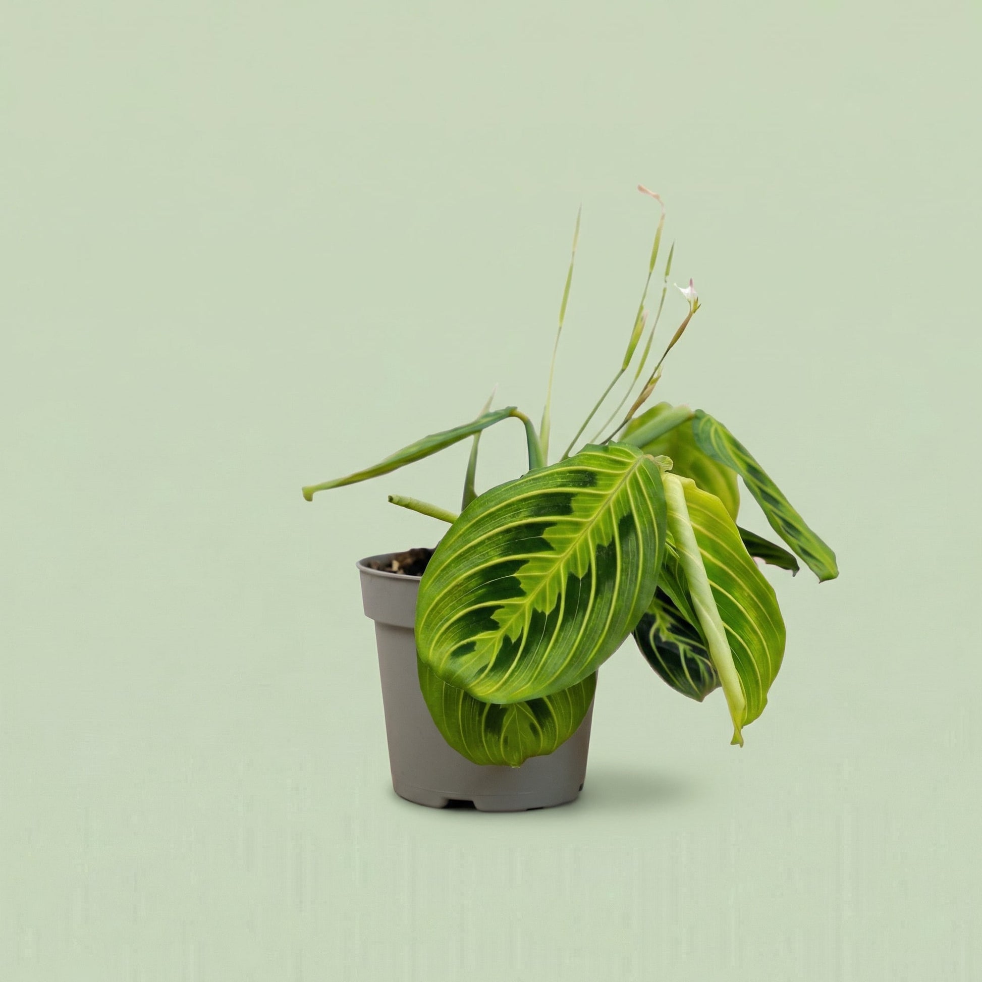 Maranta Leuconeura Lemon-Lime M - plants