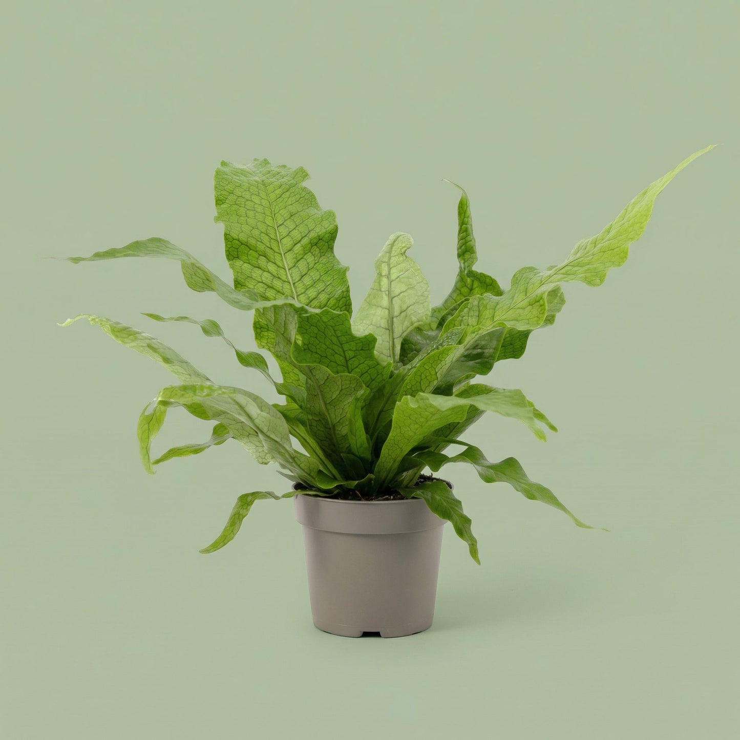 Microsorum Crocodyllus M - plants