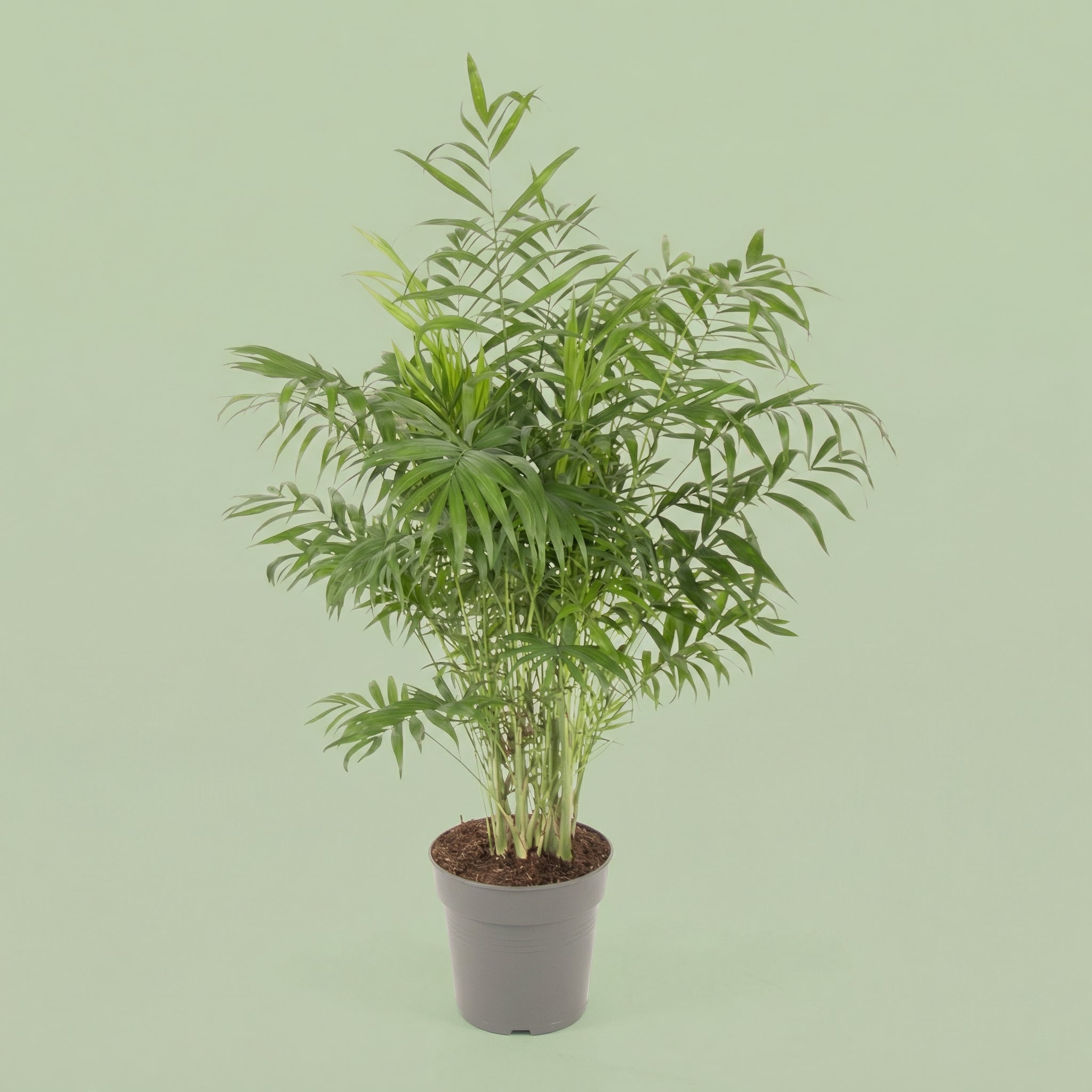 MM-AMM51 - plants