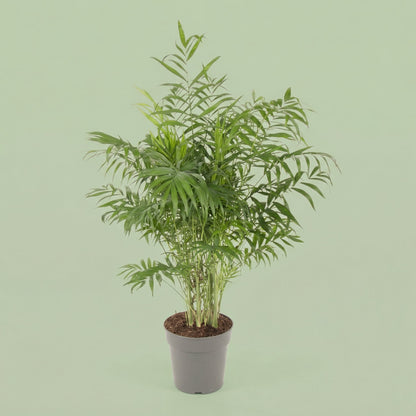 MM-AMM51 - plants