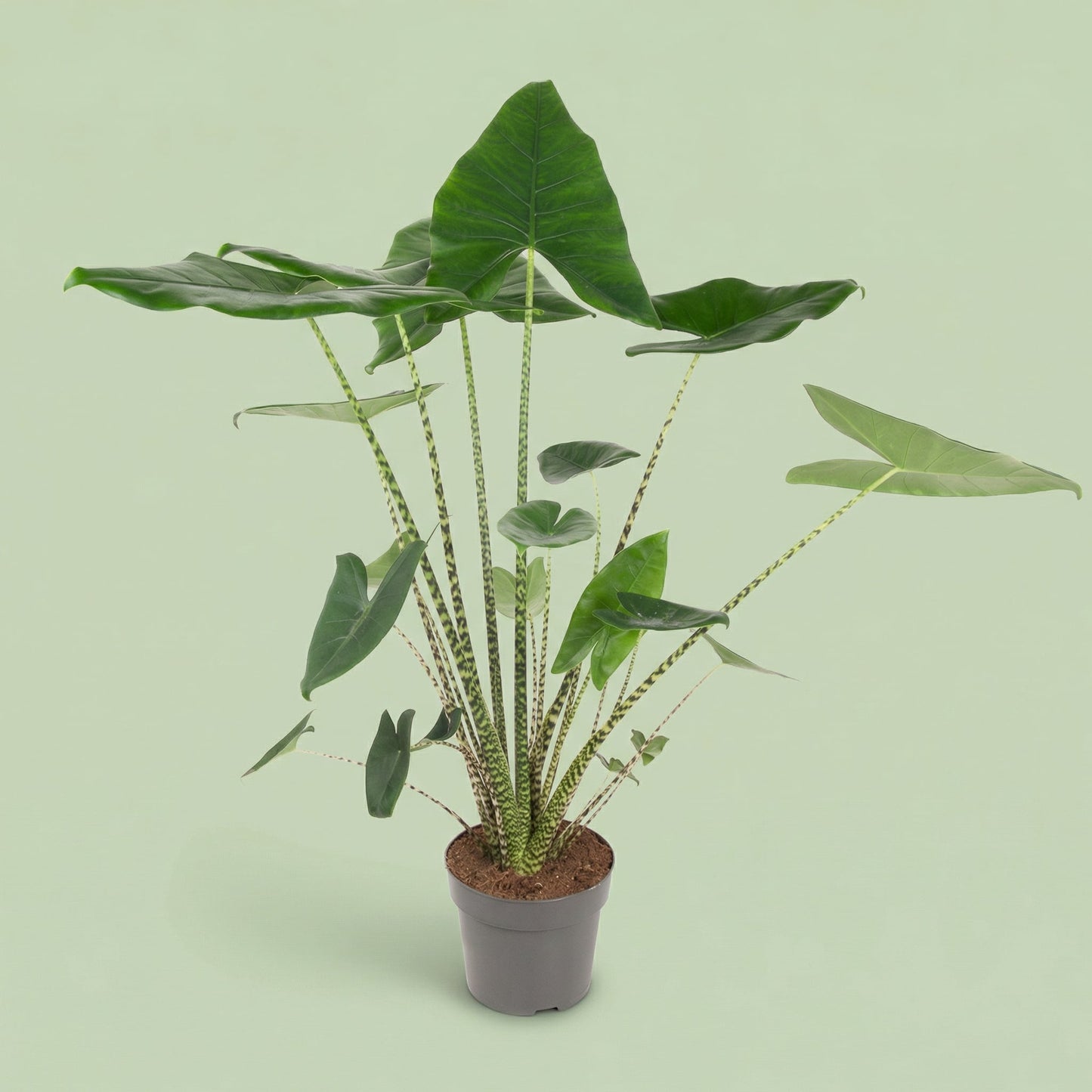 MM-AMM7 - plants