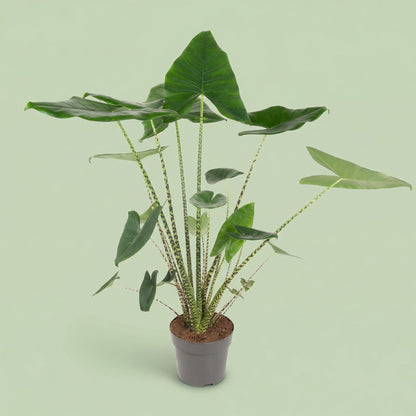 MM-AMM7 - plants