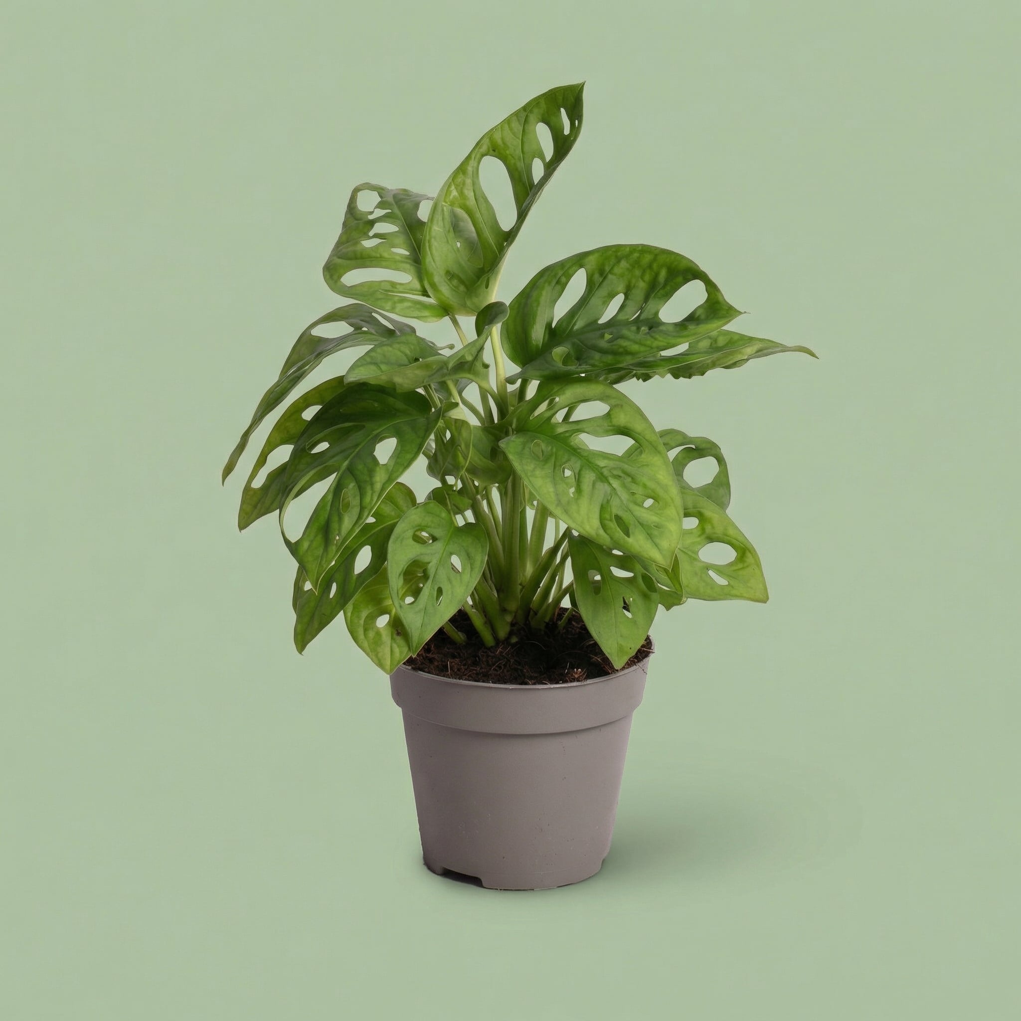 MM-AR11 - plants