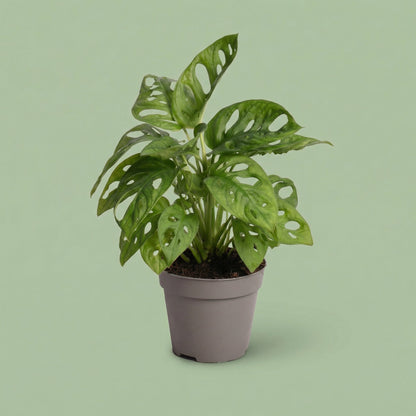 MM-AR11 - plants