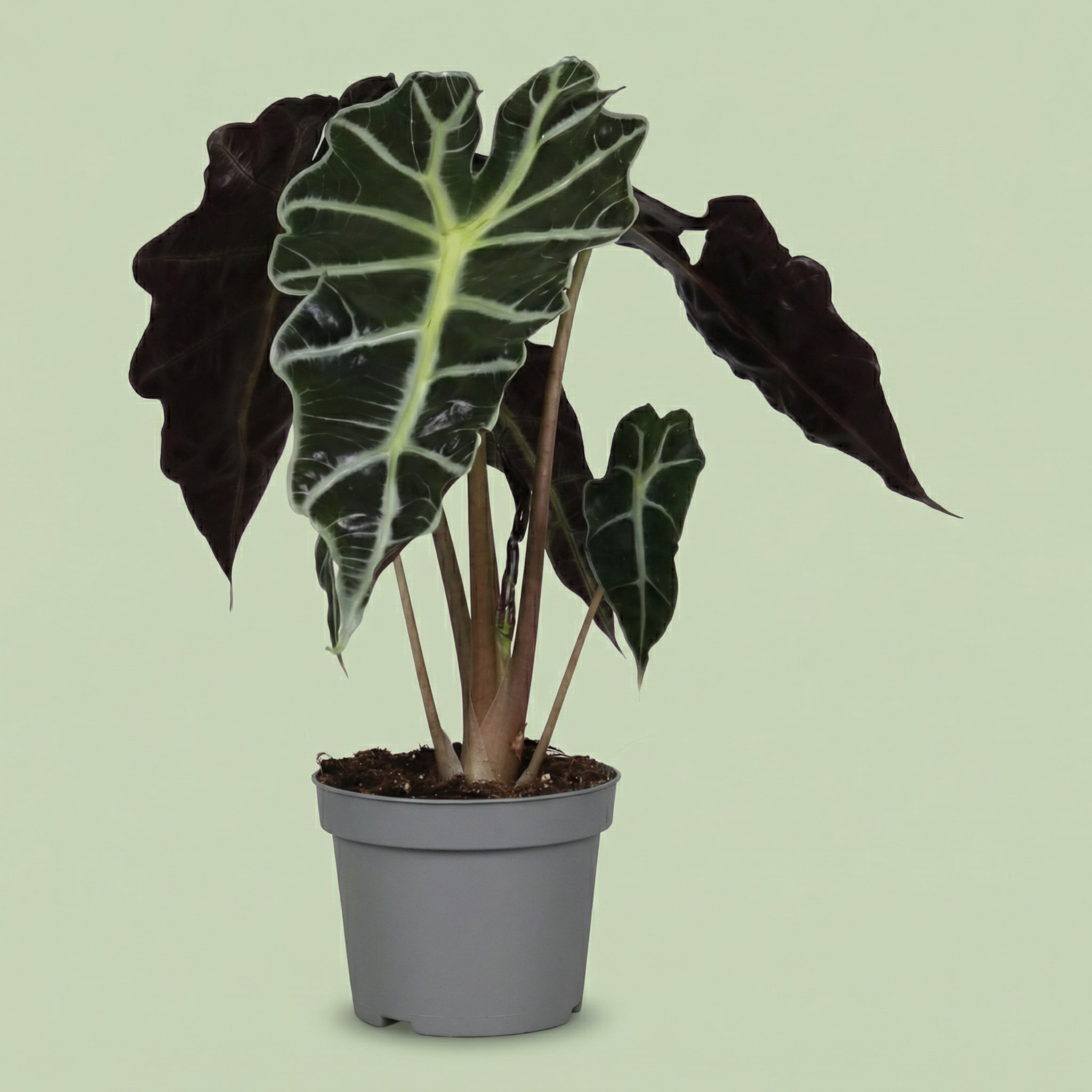 MM-DG4 - plants