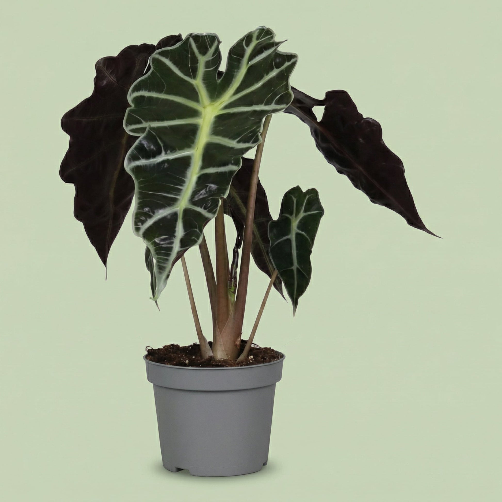 MM-DG4 - plants