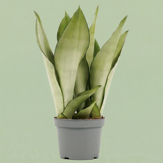 MM-DUIJ23 - plants