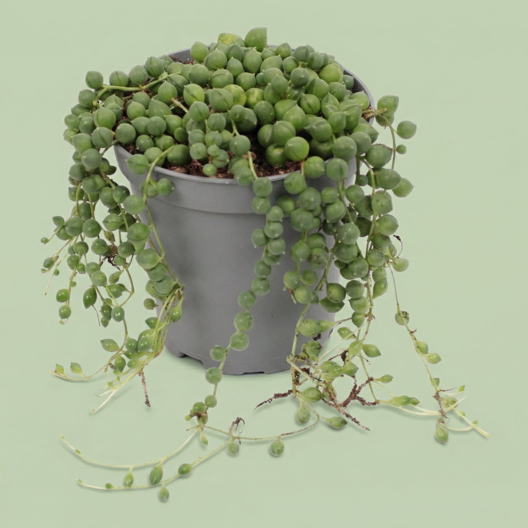 MM-ED81 - plants