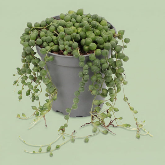 MM-ED81 - plants